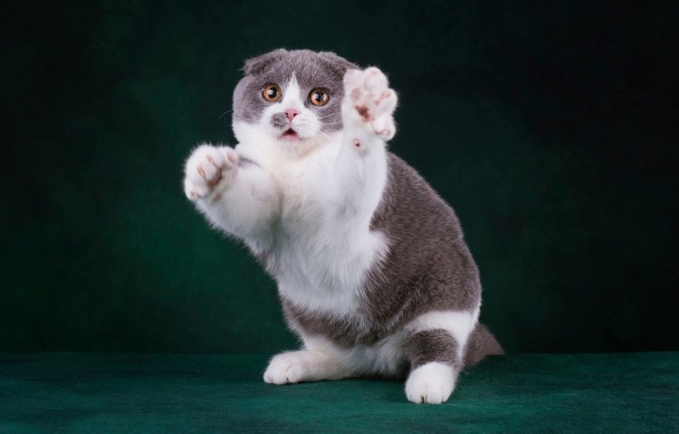 Кот Манчкин вислоухий