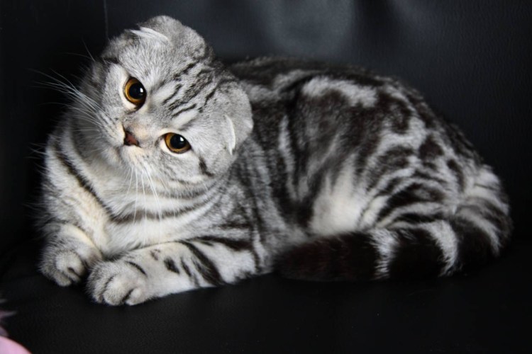 Британский вислоухий кот