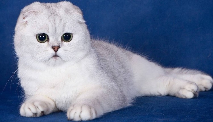 Манчкин кинкалоу