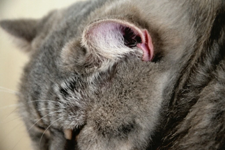 Себорея у собак себорея