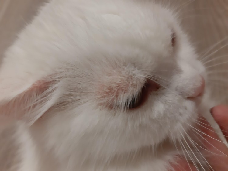 Как определить сколько котенку Возраст