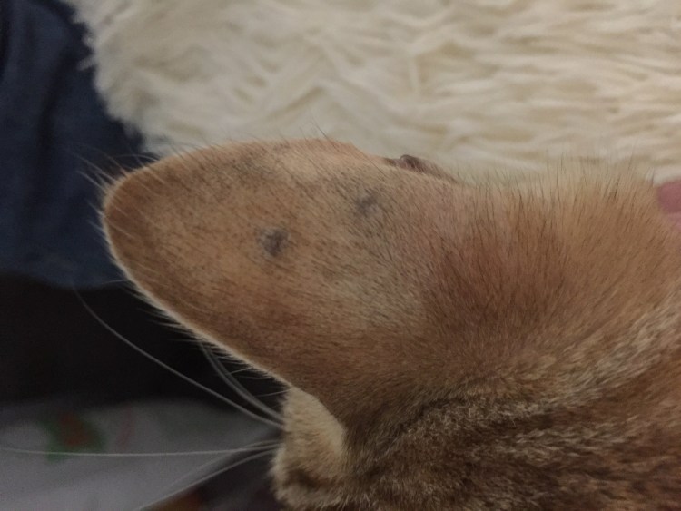 Калицивироз (эозинофильная гранулема)