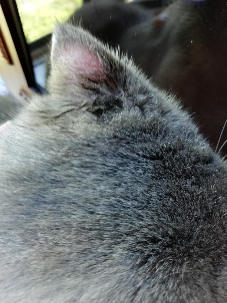 Акупунктура собак атлас