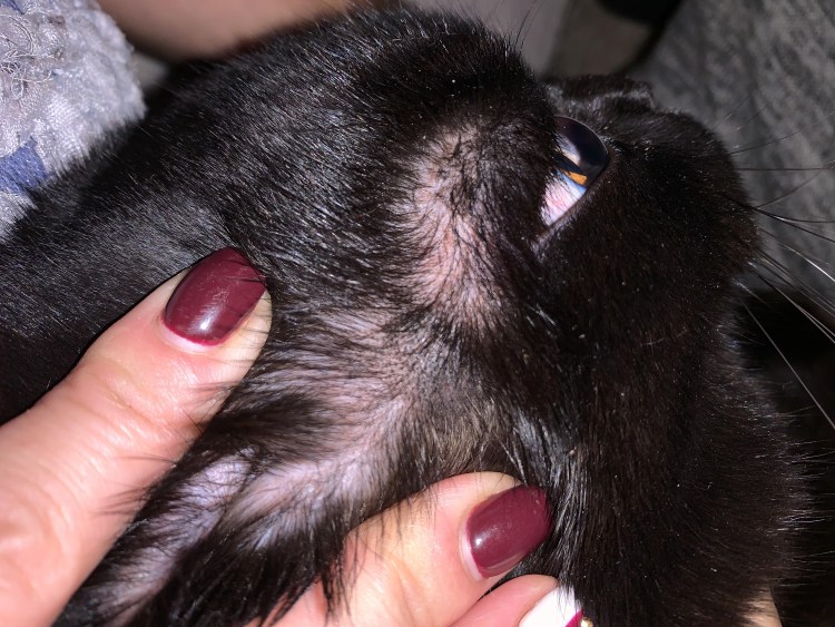 Кальцивироз (эозинофильная гранулема)