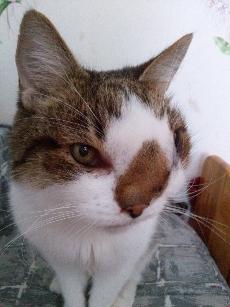 Стерилизация кобелей схема