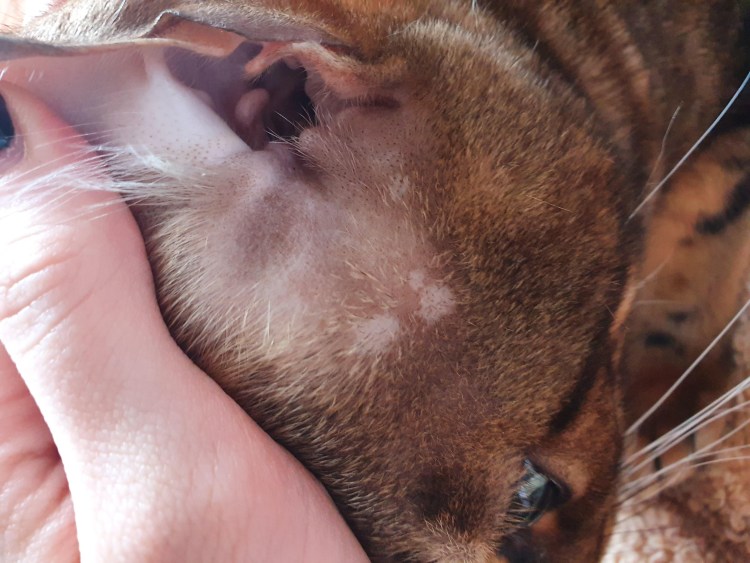 Черная точка на губе у кота