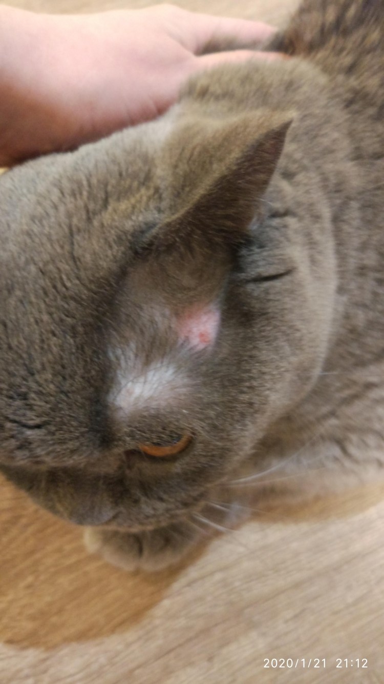 Ушной клещ у собаки отодектоз