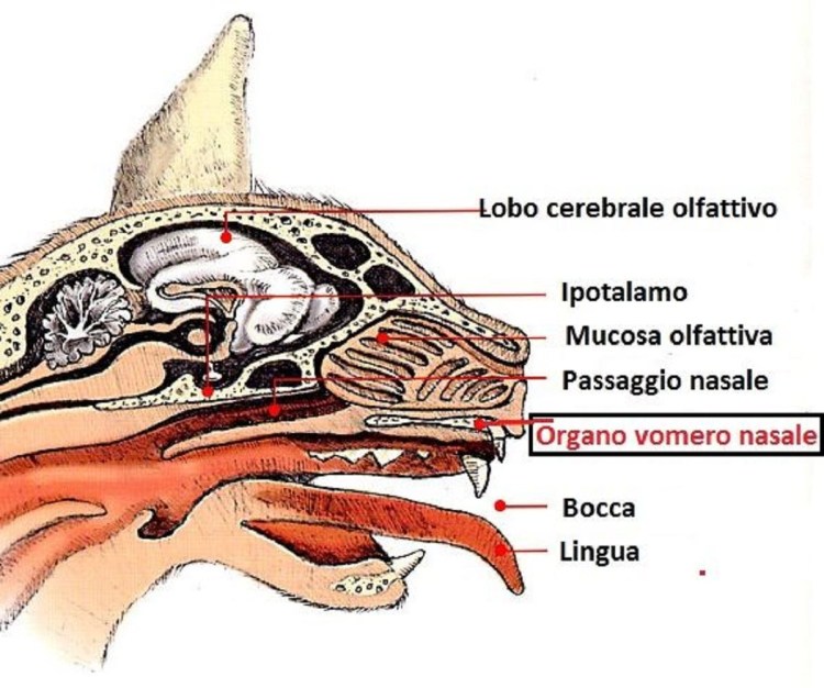 Кошачьи уши фото