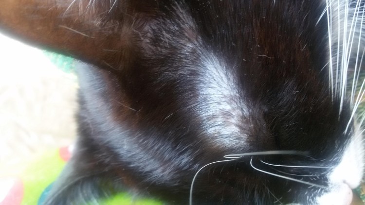 Болезнь Аддисона у кошек