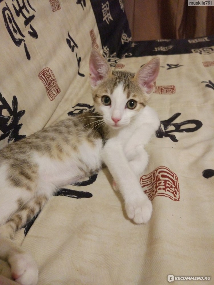 Кошка метис бенгальской породы.