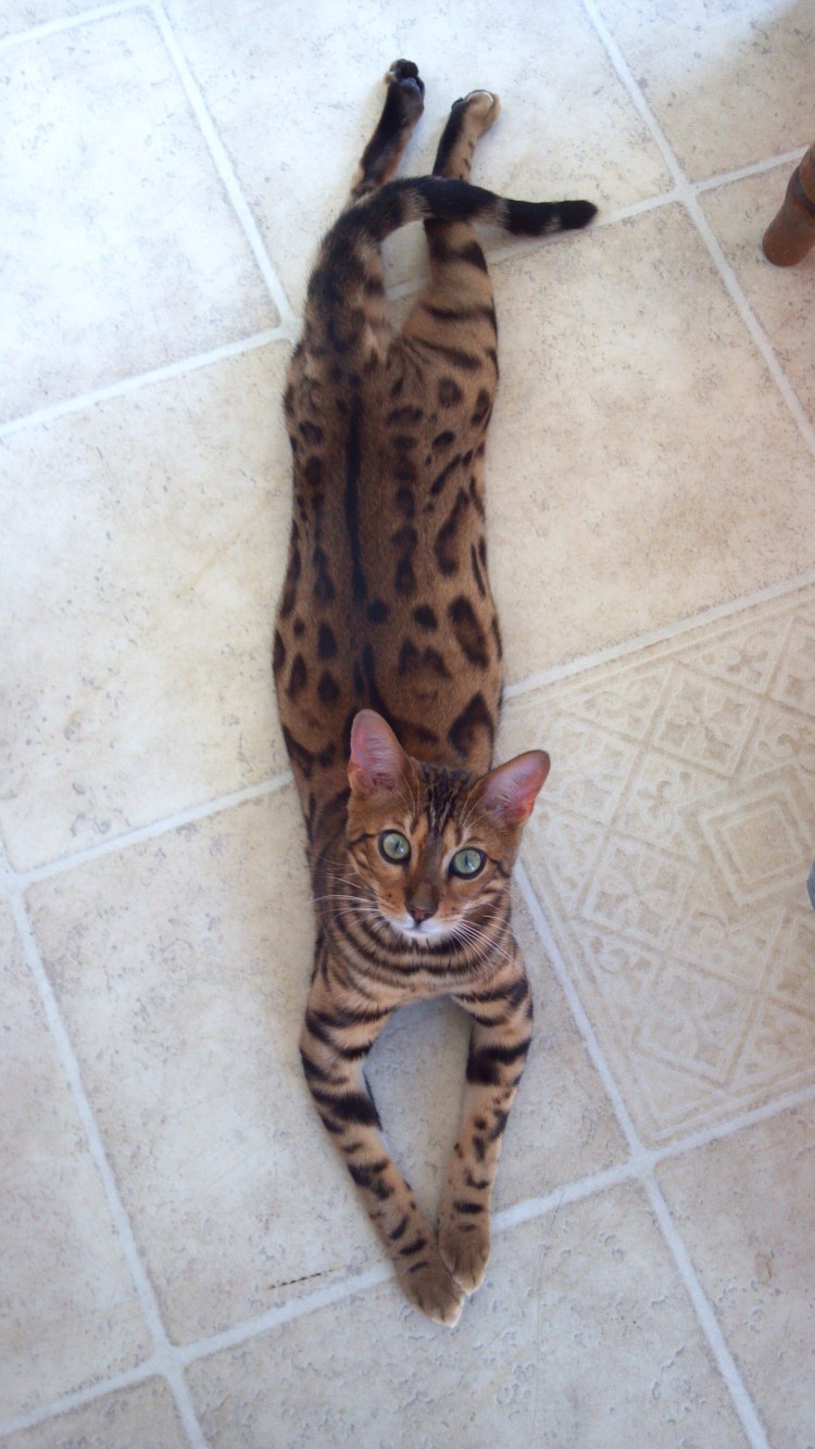 Метисы бенгалы метисы котята