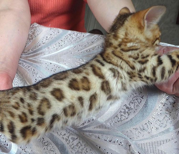 Метис от бенгальские кошек