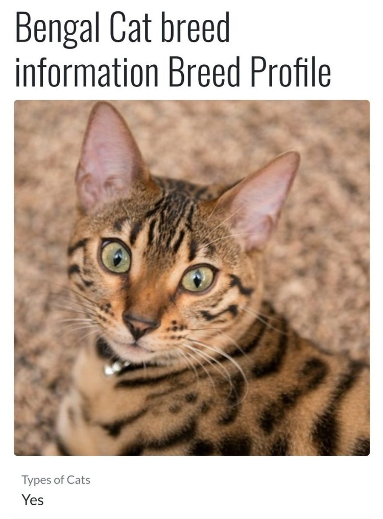 Бенгальский абиссинец