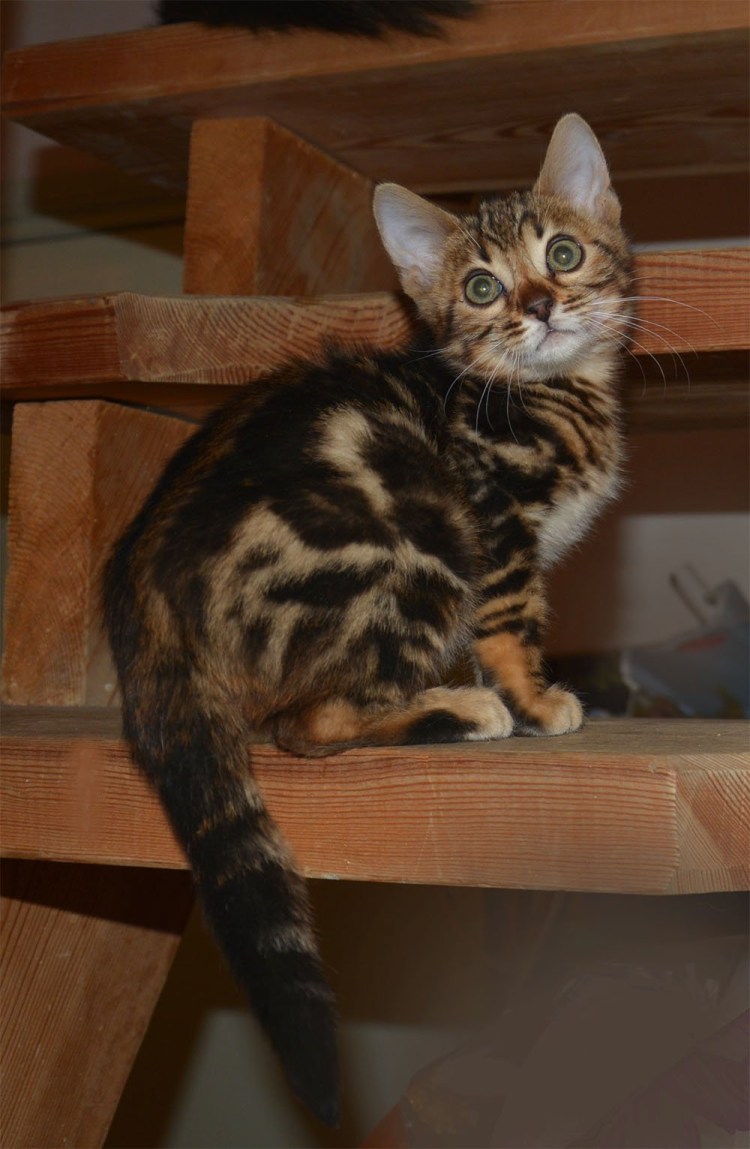 Метис бенгал и британец