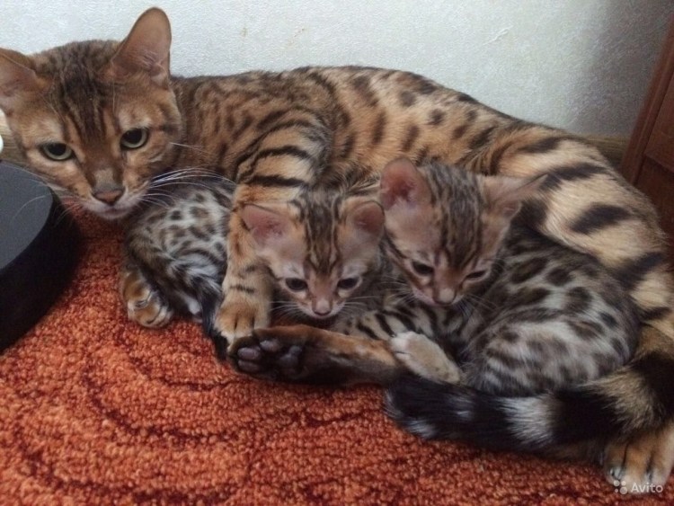 Бенгальский кот метис полосатый