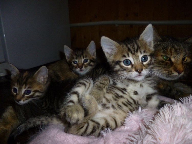 Бенгальская кошка для аллергиков