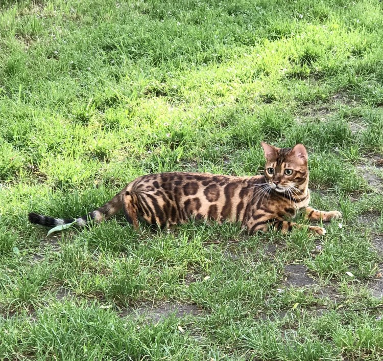 Метис бенгальской кошки полосатый