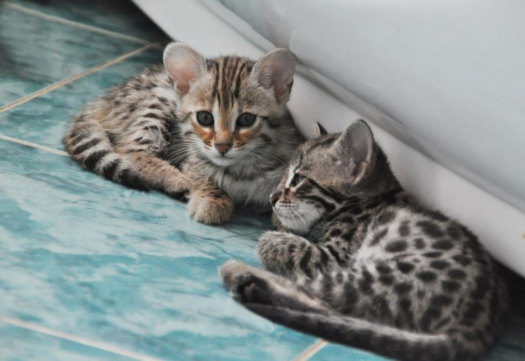 Мраморный Мэнкс табби