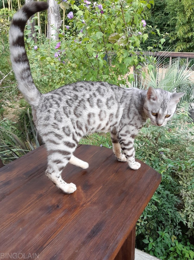 Метис бенгальской кошки черный