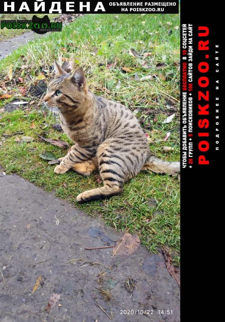 Бенгалы котята метисы