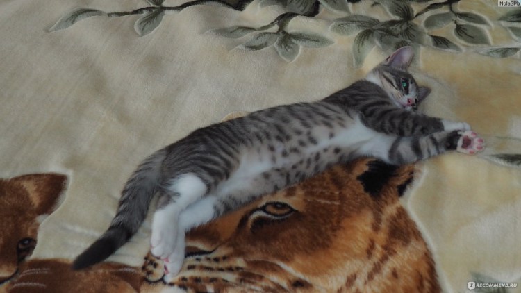 Мраморный бенгал