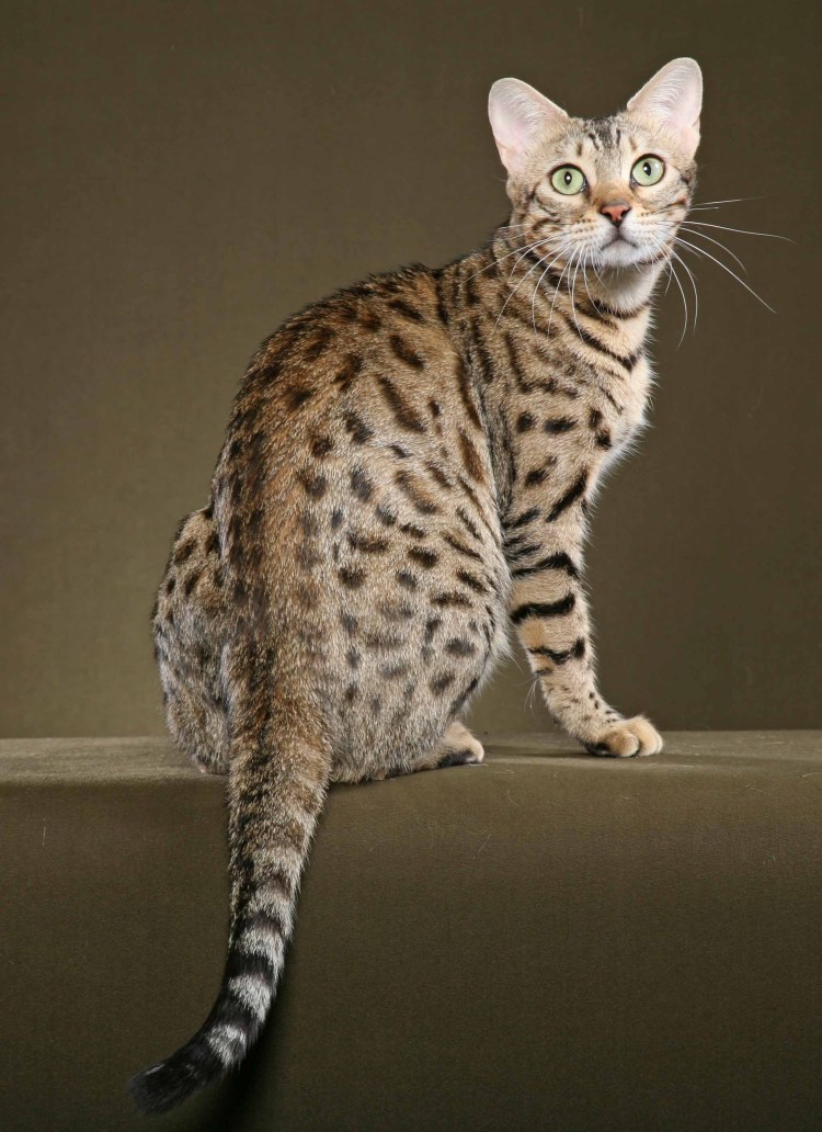 Котенок метис бенгал