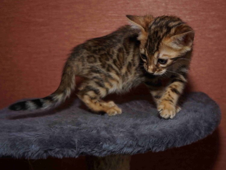 Бенгальский кот метис