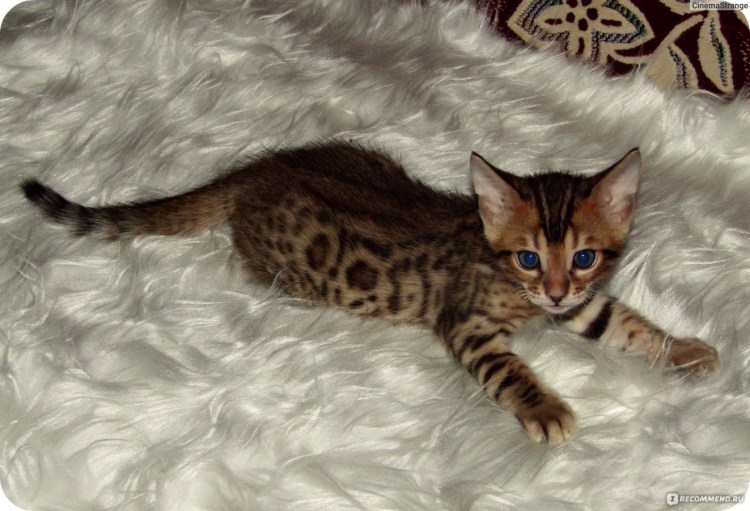 Бенгальский кот метис полосатый