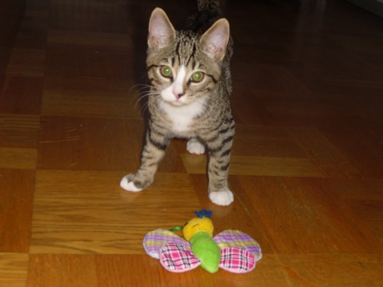 Бенгал Марбл