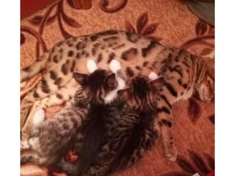 Котята бенгалы ф1