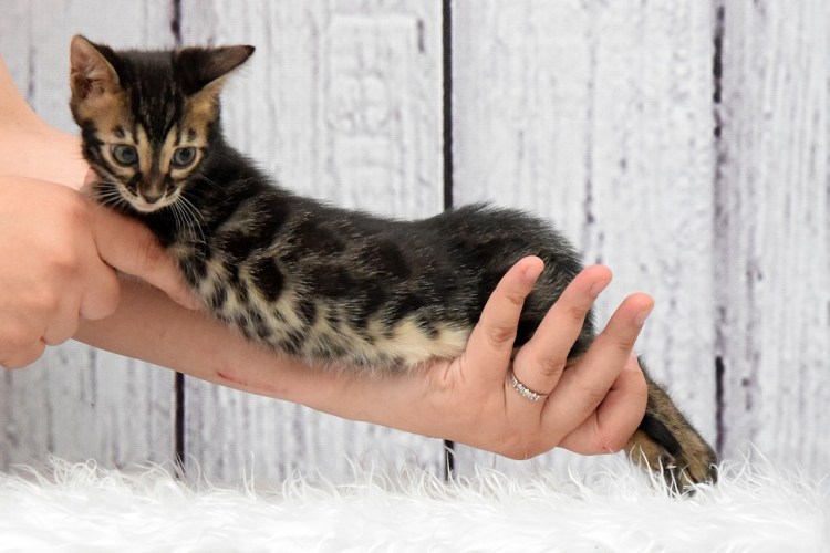 Бенгальский кот аллергия