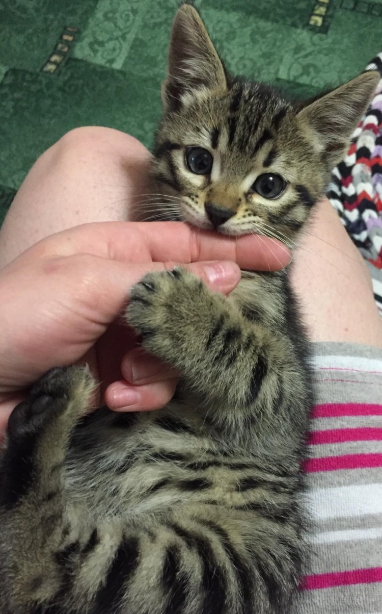 Манчкин бенгал