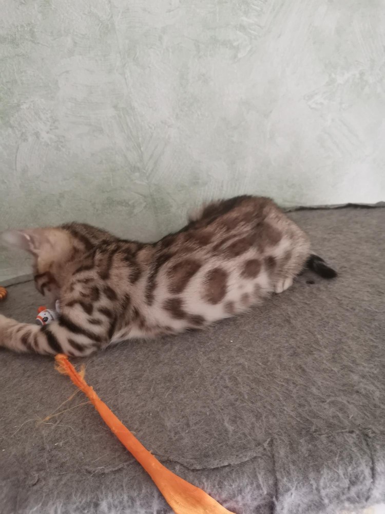 Метис бенгальской кошки