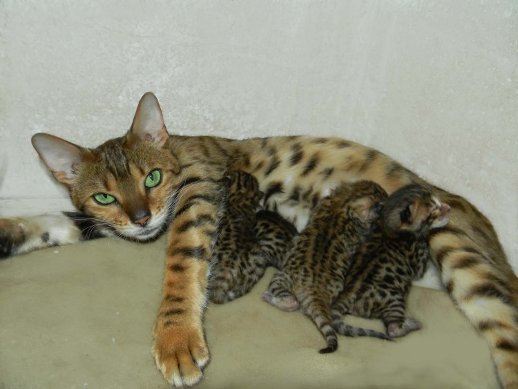 Бенгальский кот метис