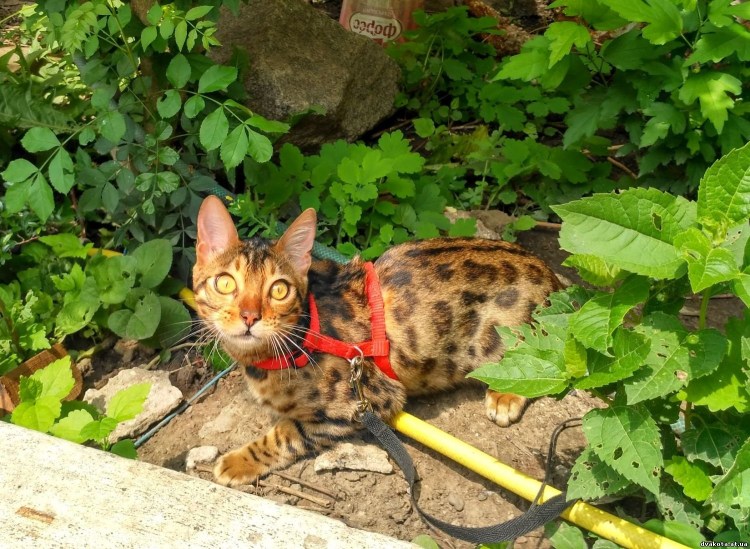 Виверровый кот рыболов