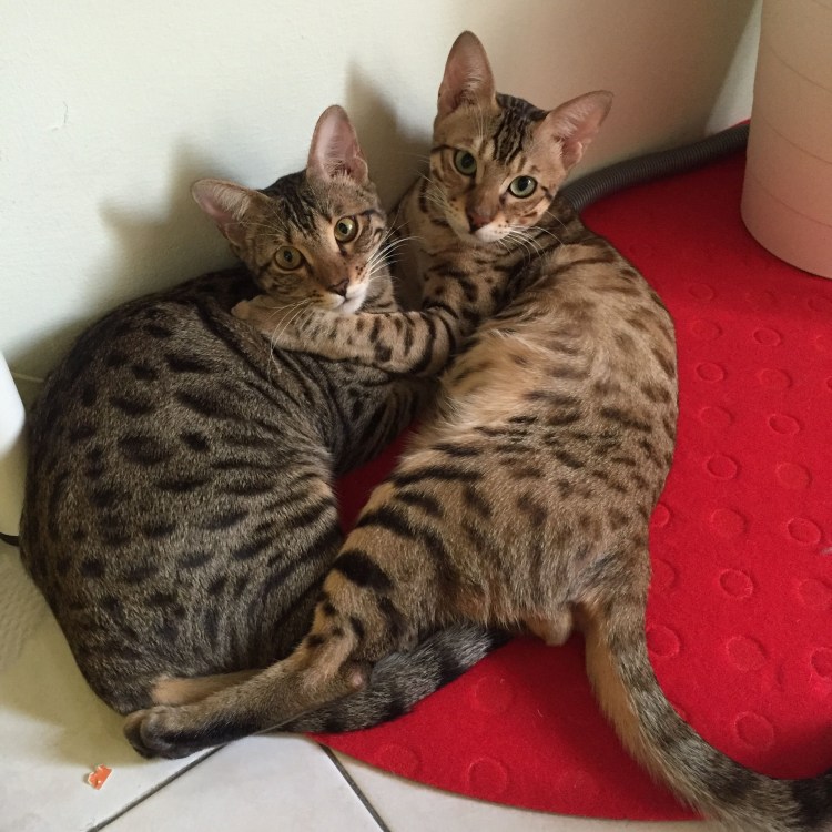 Метисы бенгала и тайки