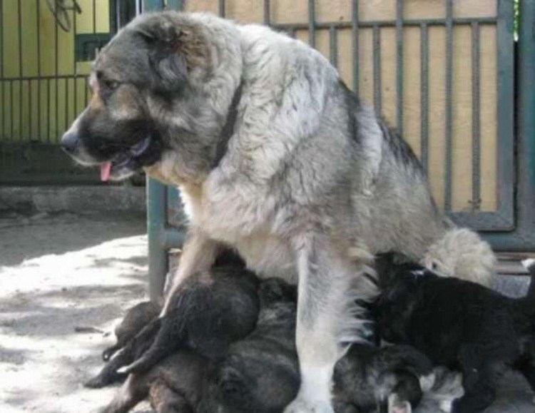 Алабай и Кавказская овчарка