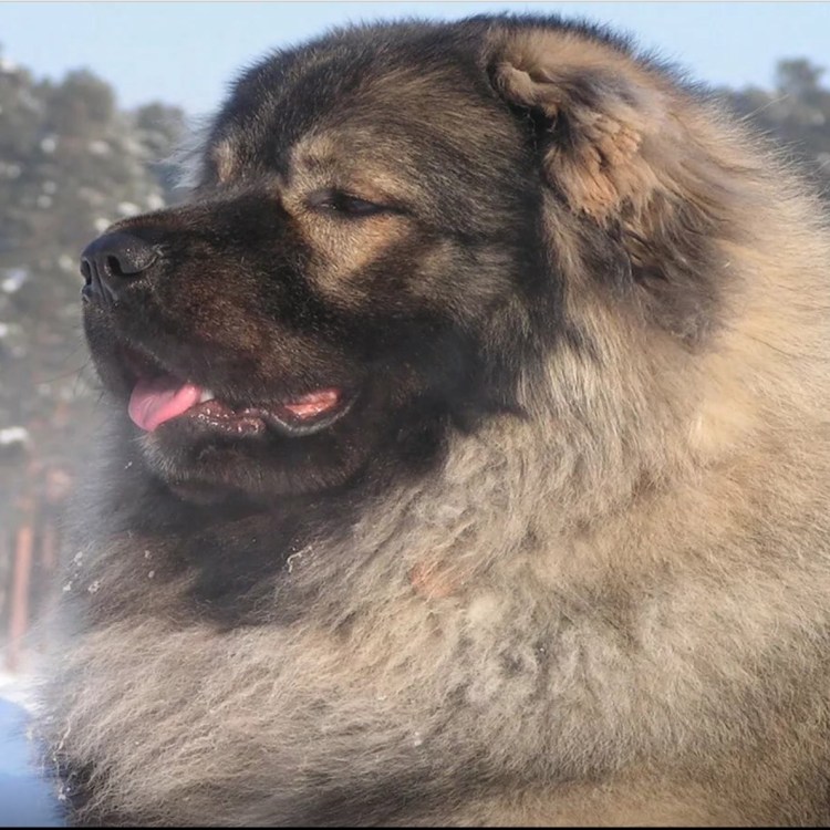 Кавказская овчарка оскал