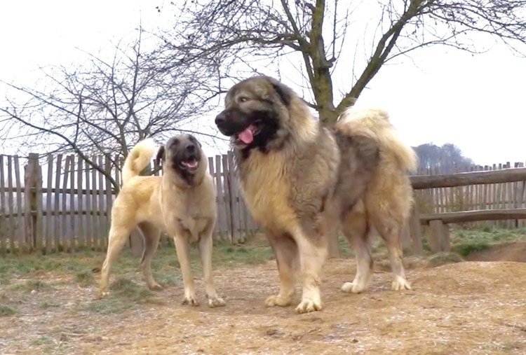 Кангал и Кавказская овчарка