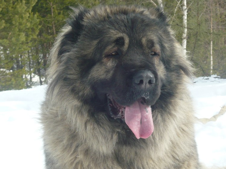 Кавказская овчарка 110 кг