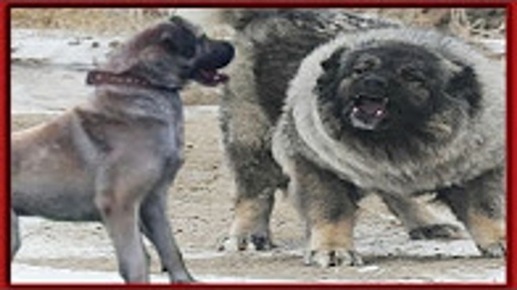 Кангал против кавказской овчарки
