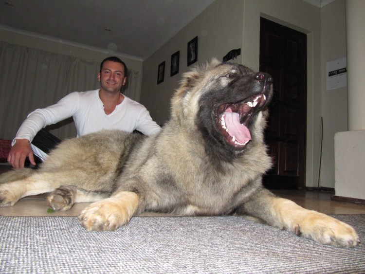 Кавказская овчарка волкодав огромная