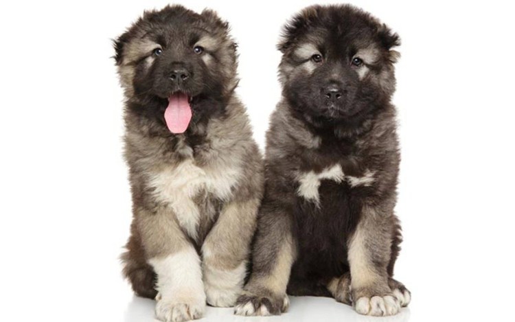 Кавказская овчарка на белом фоне