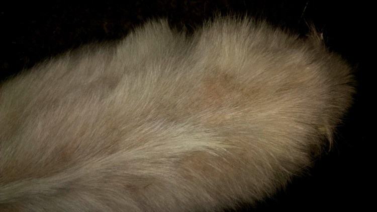 Отрубевидный лишай у кота