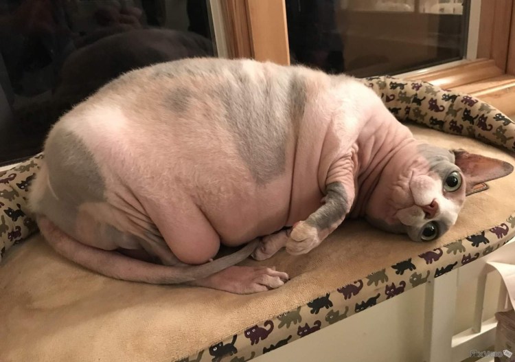 Ветеринария блошиный дерматит