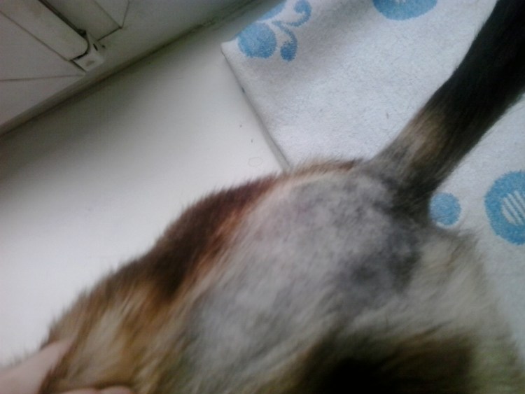 Самоиндуцированная алопеция у кошек