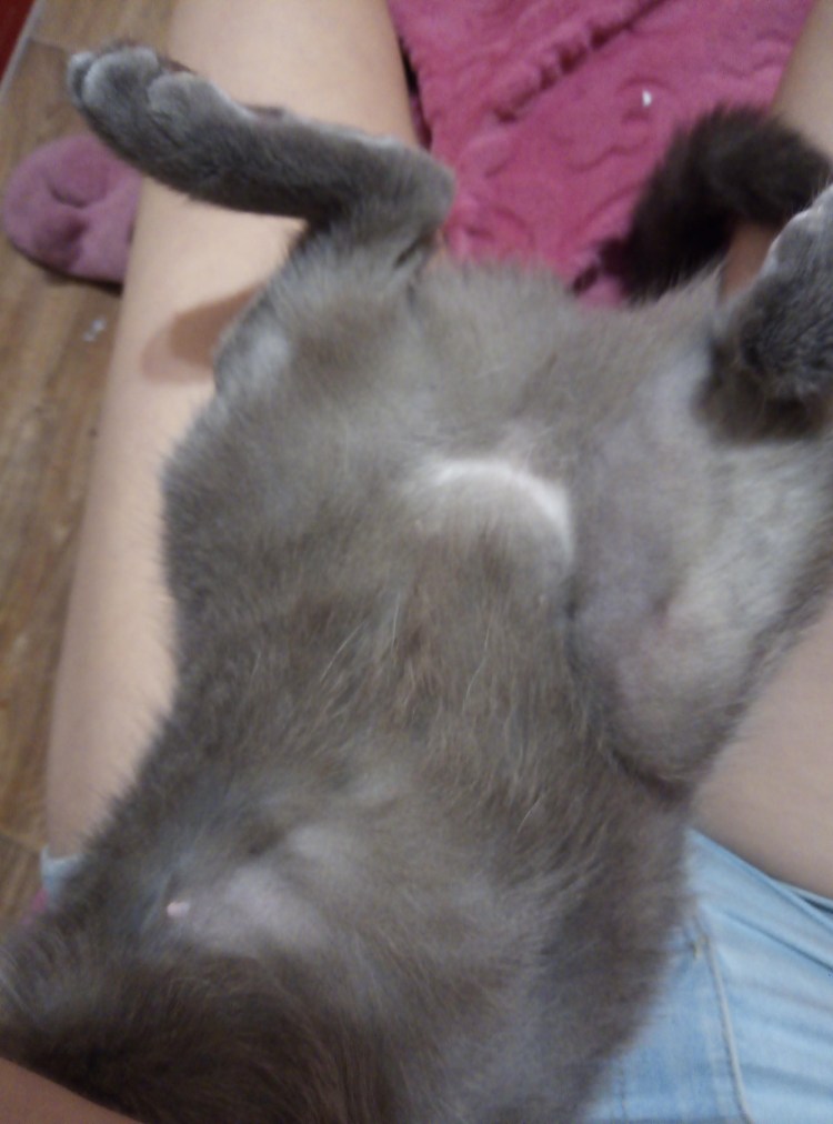 Кошка мастика