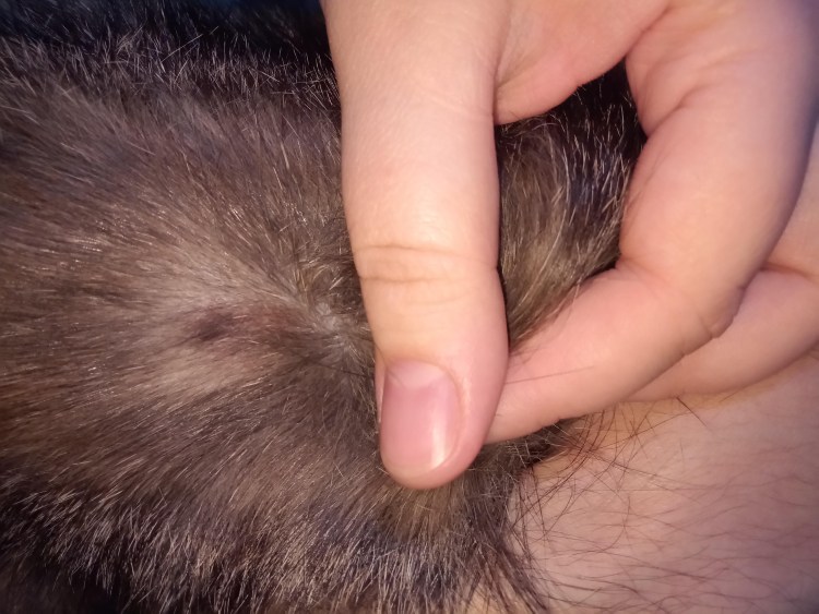 У кота проплешины на шерсти