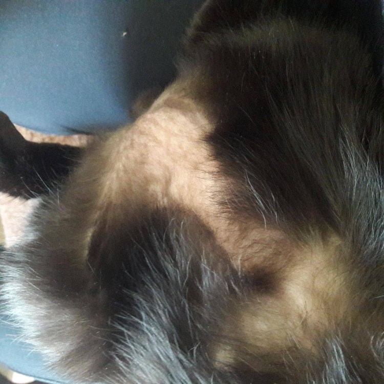 Власоеды у морских свинок