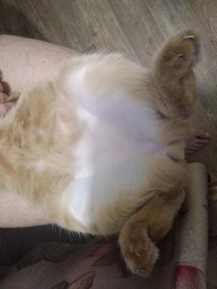 Кошачий стригущий лишай